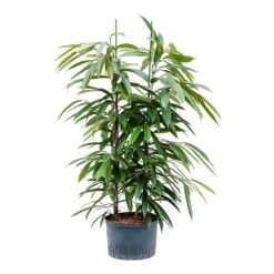 Ficus Amstel King - HydroCare -Plant potted plants Ficus Amstel King Hydroculture 28 19x125cm