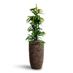 Ficus Amstel King - HydroCare -Plant potted plants Ficus Amstel King HydrocultureLuxe Lite Layer Partner Planter Bronze