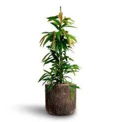 Ficus Amstel King - HydroCare -Plant potted plants Ficus Amstel King HydrocultureLuxe Lite Waterfall Cylinder Planter Bronze