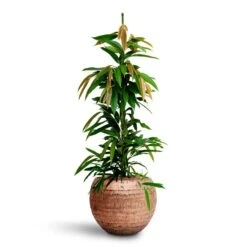 Opus Hammered Globe Planter - Gold -Plant potted plants Ficus Amstel King HydrocultureOpus Hammered Globe Planter Gold 72ac3234 1e8f 4dd6 9fef 2141746acd03
