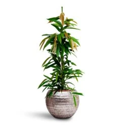 Ficus Amstel King - HydroCare -Plant potted plants Ficus Amstel King HydrocultureOpus Hammered Globe Planter Silver