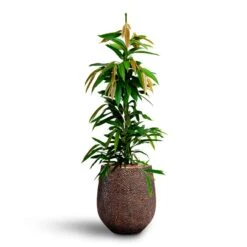 Ficus Amstel King - HydroCare -Plant potted plants Ficus Amstel King HydrocultureOpus Hit Darcy Planter Gold