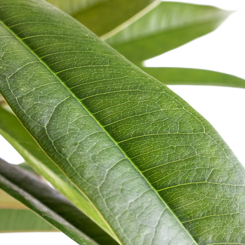 Ficus Amstel King - Narrow Leafed Fig 4 Ficus Amstel King - Narrow Leafed Fig - Image 2