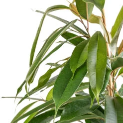 Ficus Amstel King - Narrow Leafed Fig 13 Ficus Amstel King - Narrow Leafed Fig -Plant potted plants Ficus Amstel King Narrow Leafed Fig SWATCH