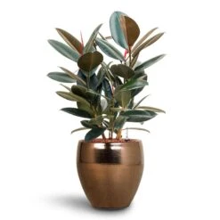 Amora Plant Pot - Black Gold -Plant potted plants Ficus Elastica Abidjan Hydroculture Amora Couple Planter Gold 652e8645 3a18 4d89 ad82 7308d8f75646