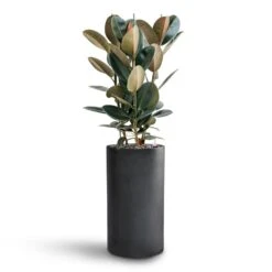 Solid Cylinder Planter - Dark Grey -Plant potted plants Ficus Elastica Abidjan Hydroculture Basic Cylinder Planter Dark Grey 063f9e1e ae08 458b aced d7fcd27a3fde