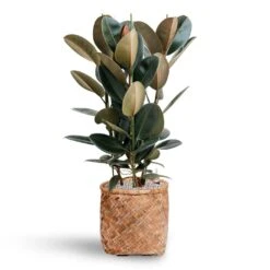 Zayn Bamboo Planter -Plant potted plants Ficus Elastica Abidjan Hydroculture Bohemian Zayn Bamboo Planter 72ba1d80 b754 4372 87bf 5e68654e4bb2