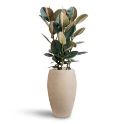 Ficus Elastica Abidjan - HydroCare -Plant potted plants Ficus Elastica Abidjan Hydroculture Raindrop Emperor Planter Beige