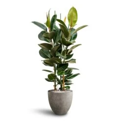 Ficus Elastica Robusta - Rubber Plant - HydroCare -Plant potted plants Ficus Elastica Robusta Hydroculture Grigio Egg Pot Planter Natural Concrete