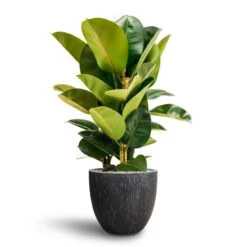 Ficus Elastica Robusta - Rubber Plant - HydroCare -Plant potted plants Ficus Elastica Robusta Hydroculture Raindrop Couple Planter Anthracite