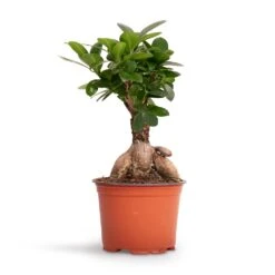 Ficus Ginseng - Indian Laurel 24 Ficus Ginseng - Indian Laurel -Plant potted plants Ficus Ginseng Indian Laurel 12x30cm 2