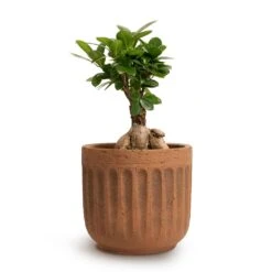 Ficus Ginseng - Indian Laurel 29 Ficus Ginseng - Indian Laurel -Plant potted plants Ficus Ginseng Indian Laurel 12x30cm Duncan Plant Pot Rust 17x16cm 444c8f31 c116 4abb 866e 30683f58bc49