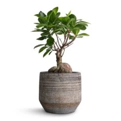 Ficus Ginseng - Indian Laurel 25 Ficus Ginseng - Indian Laurel -Plant potted plants Ficus Ginseng Indian Laurel 12x30cm Norell Plant Pot Latte Lattice 15x13cm