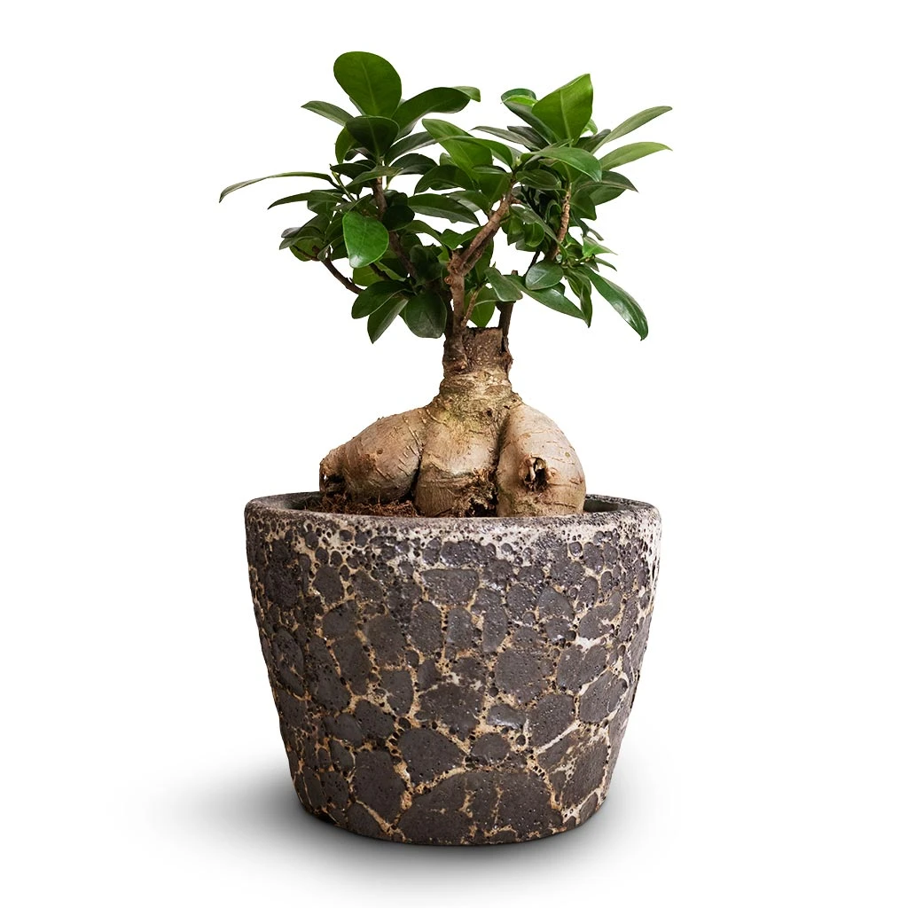 Ficus Ginseng - Indian Laurel 3 Ficus Ginseng - Indian Laurel
