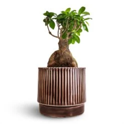 Nella Plant Pot - Coffee 13 Nella Plant Pot - Coffee -Plant potted plants Ficus Ginseng Indian Laurel 17x40cm Nella Plant Pot Coffee 21x19cm 8cf78ee6 527e 4ba8 8526 3c17383f69c3