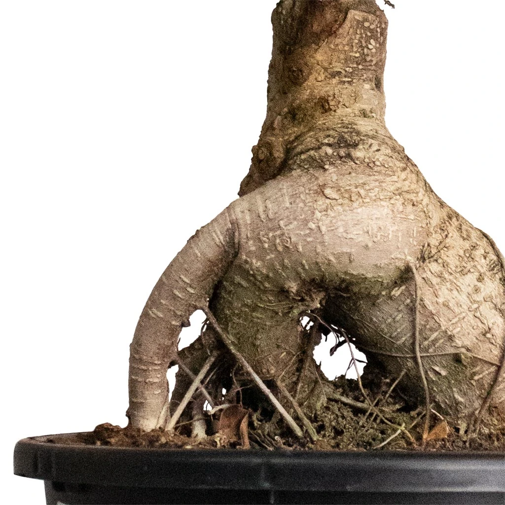 Ficus Ginseng - Indian Laurel 4 Ficus Ginseng - Indian Laurel - Image 2