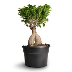 Ficus Ginseng - Indian Laurel 30 Ficus Ginseng - Indian Laurel -Plant potted plants Ficus Ginseng Indian Laurel 22x45cm 3