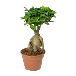 Ficus Ginseng - Indian Laurel 27 Ficus Ginseng - Indian Laurel -Plant potted plants Ficus Ginseng Indian Laurel 40cm