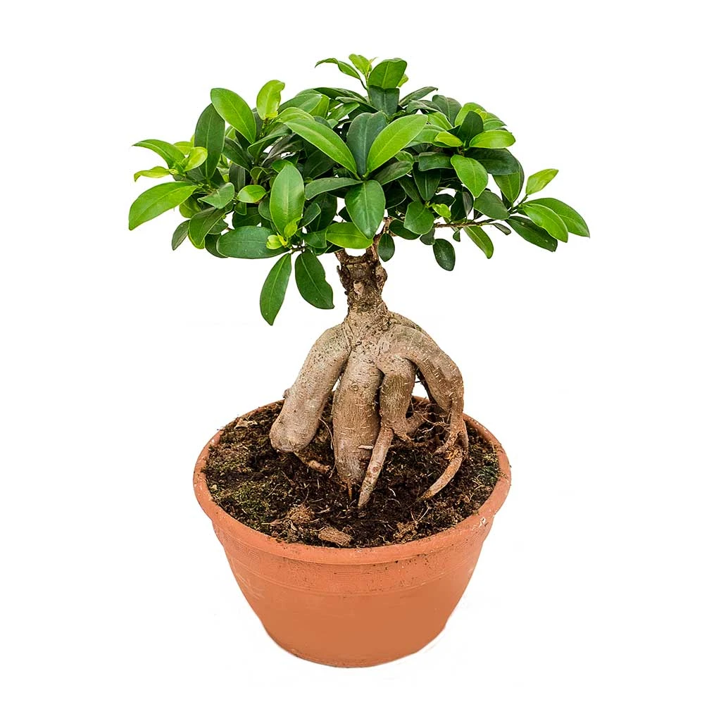 Ficus Ginseng - Indian Laurel 15 Ficus Ginseng - Indian Laurel - Image 13