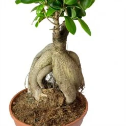 Ficus Ginseng - Indian Laurel 28 Ficus Ginseng - Indian Laurel -Plant potted plants Ficus Ginseng Indian Laurel Roots 40cm