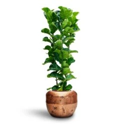 Opus Raw Couple Planter - Gold 40 Opus Raw Couple Planter - Gold -Plant potted plants Ficus Lyrata Bambino Hydroculture Opus Raw Couple Planter Gold 327968e0 01cf 40dd 99ea 92ae20ea3df9