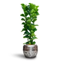 Ficus Lyrata Bambino - HydroCare -Plant potted plants Ficus Lyrata Bambino Hydroculture Opus Raw Couple Planter Silver 7a6929b9 dfe9 4175 8903 aed6a2e09fb4