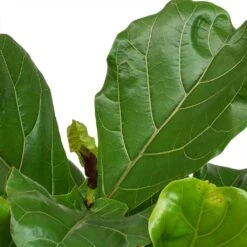 Ficus Lyrata - Fiddle Leaf Fig -Plant potted plants Ficus Lyrata Fiddle Leaf Fig New Leaf