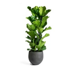 Ficus Lyrata - Fiddle Leaf Fig -Plant potted plants Ficus Lyrata Mini Orb Black Washed