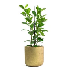 Ficus Moclame - Indian Laurel -Plant potted plants Ficus Moclame Indian Laurel Charlie Plant Pot Metallic Gold 80f7e522 90f5 44eb 8633 2499d5e6bf60
