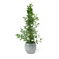 Ficus Moclame - Indian Laurel -Plant potted plants Ficus Moclame Indian Laurel Cresta Ice Blue Plant Pot
