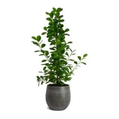 Ficus Moclame - Indian Laurel -Plant potted plants Ficus Moclame Indian Laurel Esra Plant Pot Mystic Grey