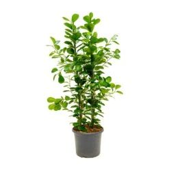 Ficus Moclame - Indian Laurel -Plant potted plants Ficus Moclame Indian Laurel Large