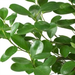 Ficus Moclame - Indian Laurel -Plant potted plants Ficus Moclame Indian Laurel Leaves