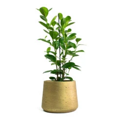 Ficus Moclame - Indian Laurel -Plant potted plants Ficus Moclame Indian Laurel Patt Plant Pot Metallic Gold 33bd8dfa dc3e 4c1c 8e91 e37401c41ab2
