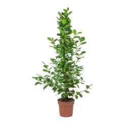 Ficus Moclame - Indian Laurel -Plant potted plants Ficus Moclame Indian Laurel Small Tuft