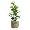 Ficus Moclame - Indian Laurel 1 Ficus Moclame - Indian Laurel -Plant potted plants Ficus Moclame Indian Laurel Thies Plant Pot Olive Green 831a138b 78aa 43d7 8932 eec7ffd9d6e8