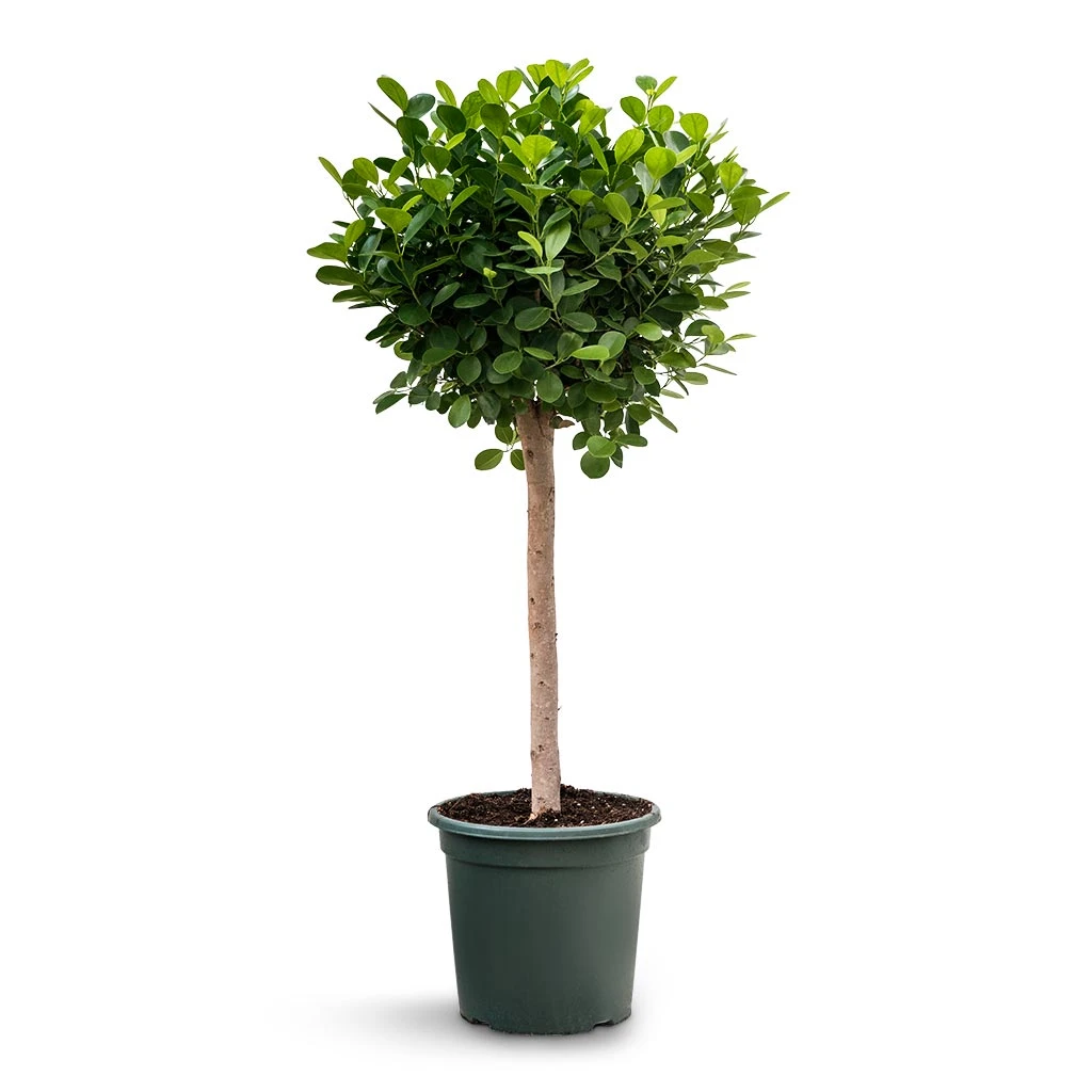 Ficus Moclame - Indian Laurel - Straight Stem 3 Ficus Moclame - Indian Laurel - Straight Stem
