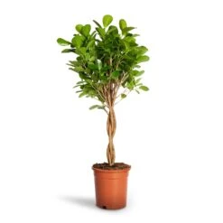 Ficus Moclame - Indian Laurel - Twisted Stem -Plant potted plants Ficus Moclame Indian Laurel Twisted Stem 17x70cm