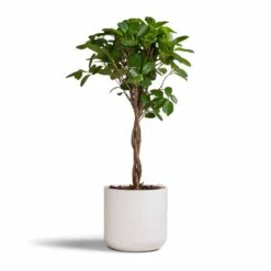 Ficus Moclame - Indian Laurel - Twisted Stem -Plant potted plants Ficus Moclame Indian Laurel Twisted Stem 17x70cm Lisbon Plant Pot White 19x19cm b77925c5 a395 4255 b618 3920187b6a1a