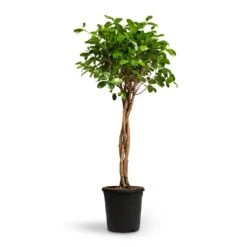 Ficus Moclame - Indian Laurel - Twisted Stem -Plant potted plants Ficus Moclame Indian Laurel Twisted Stem 23x110cm
