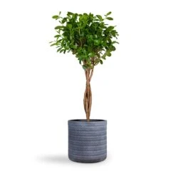 Angle Cylinder Plant Pot - Grey 11 Angle Cylinder Plant Pot - Grey -Plant potted plants Ficus Moclame Indian Laurel Twisted Stem 23x110cm Angle Cylinder Plant Pot Grey 30x30cm