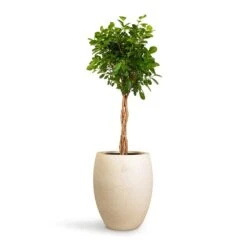 Ficus Moclame - Indian Laurel - Twisted Stem -Plant potted plants Ficus Moclame Indian Laurel Twisted Stem 23x110cm Grigio Tall Balloon Planter Antique White Concrete 40x50cm 14703255 6703 47cf b59f 6653d72ca745