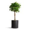 Ficus Moclame - Indian Laurel - Twisted Stem -Plant potted plants Ficus Moclame Indian Laurel Twisted Stem 23x110cm Max Refined Planter Volcano Black 29x29.5cm