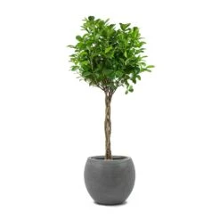Ficus Moclame - Indian Laurel - Twisted Stem -Plant potted plants Ficus Moclame Indian Laurel Twisted Stem Abby Ball Plant Pot Ridged Dark Grey