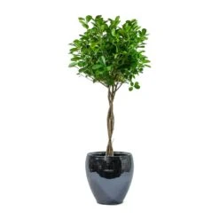 Ficus Moclame - Indian Laurel - Twisted Stem -Plant potted plants Ficus Moclame Indian Laurel Twisted Stem Amora Plant Pot Anthracite Mirror