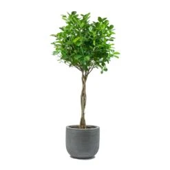 Ficus Moclame - Indian Laurel - Twisted Stem -Plant potted plants Ficus Moclame Indian Laurel Twisted Stem Dice Plant Pot Ridged Dark Grey