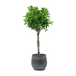 Ficus Moclame - Indian Laurel - Twisted Stem -Plant potted plants Ficus Moclame Indian Laurel Twisted Stem Esra Mystic Grey Plant Pot