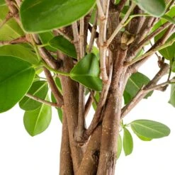 Ficus Moclame - Indian Laurel - Twisted Stem -Plant potted plants Ficus Moclame Indian Laurel Twisted Stem SWACH 2