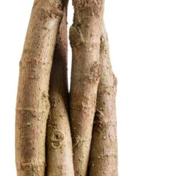 Ficus Moclame - Indian Laurel - Twisted Stem -Plant potted plants Ficus Moclame Indian Laurel Twisted Stem SWACH 3