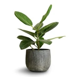 Ficus Benghalensis Audrey - Bengal Fig -Plant potted plants Ficus benghalensis Audrey Bengal Fig 14x35cm Feico Plant Pot Metal Black 19x14cm 0ab7e8e4 7226 4ed0 8aa2 7ce399891eb8